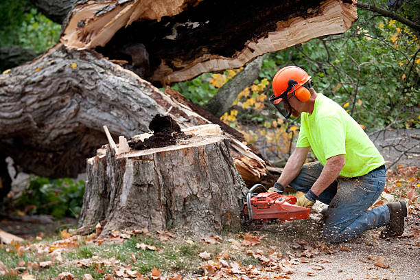 Professional Tree Service in Bedford, VA